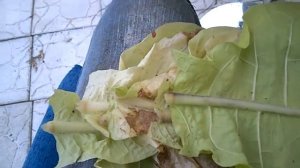 Особенности вывешивания табака на шнур. Выжелчивание табачного листа.
