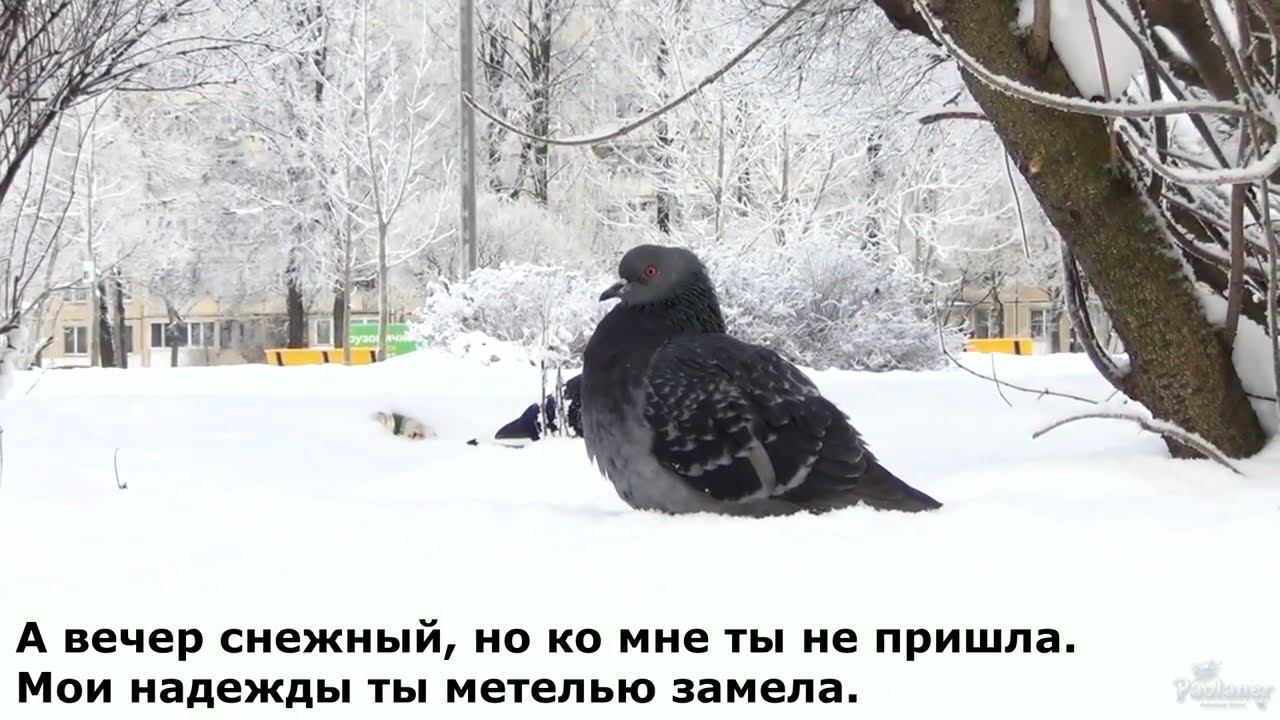 Караоке для песни "А вечер снежный" - перевод песни "Tombe la neige". смотреть онлайн