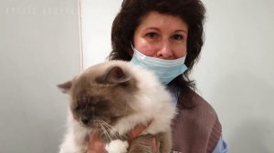 Москва. Ноябрь 2021. ВДНХ. Выставка кошек. Часть 1. Сибирские кошки, корниш рекс,  шотландские и др