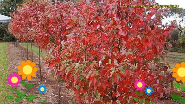 Клен красный Фэрвью Флэйм. Краткий обзор, описание характеристик acer rubrum Fairview Flame смотреть онлайн