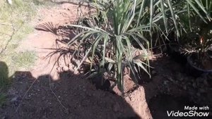 Как чувствуют себя пальмы Трахикарпусы в открытом грунте на даче.