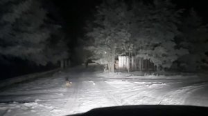 СОБАКИ ПОРВАЛИ ГУСЕЙ И УТОК#УЩЕРБ В ХОЗЯЙСТВЕ#