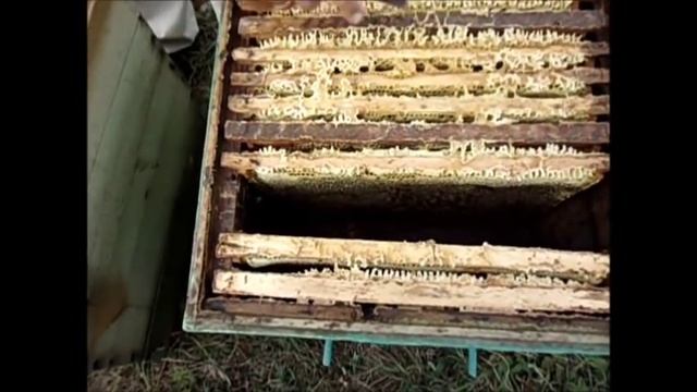 Сборка гнезда на зиму. смотреть онлайн