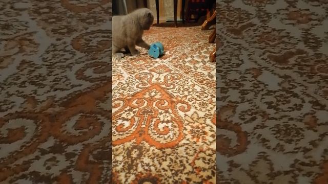 Вольная борьба среди котов. Тренировка дома № 2 с волком смотреть онлайн