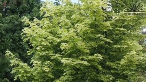 Видеолекции о деревьях: клён