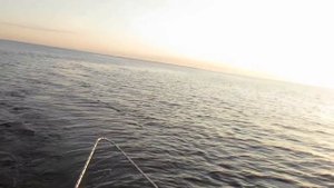 Fishing, воблеры HALCO. Ловим хищника на Ладоге.
