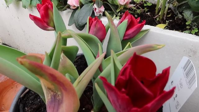 On fait l'état des lieux de mon balcon (espace, mobilier et plantation) ! #1 смотреть онлайн