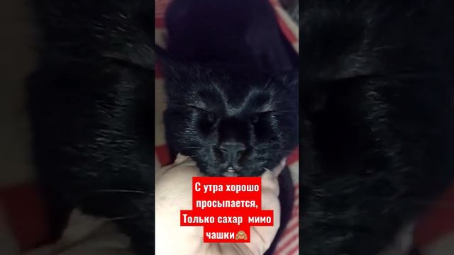 с добрым утром #клякса#чернаякошка #котики #приколы#смешноевидео #shots