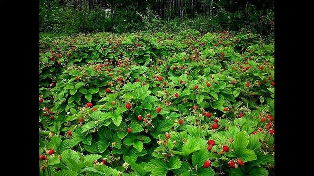 24 июня Варфоломеев день. Категорически не делайте это и сохраните своё здоровье. Народные приметы смотреть онлайн