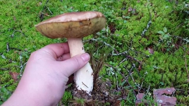 БЕЛЫЕ ГРИБЫ И БОРОВИКИ ПОВСЮДУ/ГРИБЫ В ЛЕНИНГРАДСКОЙ ОБЛАСТИ