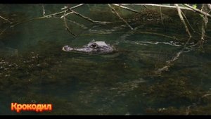 Релакс видео о животных Индии|Звуки животных|-Корова, верблюд, обезьяна, крокодил, слон и так далее)