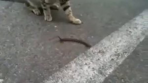 кот и сороконожка