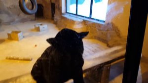 Агрессивный ягуар! Пантера нападает на посетителей зоопарка!