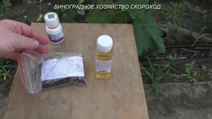 Вторая обработка винограда от гроздевой листовертки: почему я работаю именно этими препаратами!