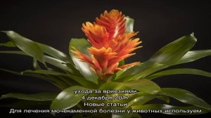 Выращиваем дома необычный комнатный цветок вриезию