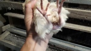 Перепела. Как отличить петушка от курочки