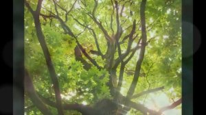 таинственный лес Фридерик Шопен