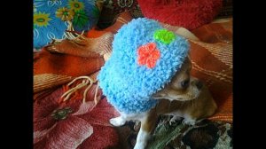 Фото. Собака. Чихуахуа в вязаной шапочке _ Chihuahua in a knitted cap.mp4