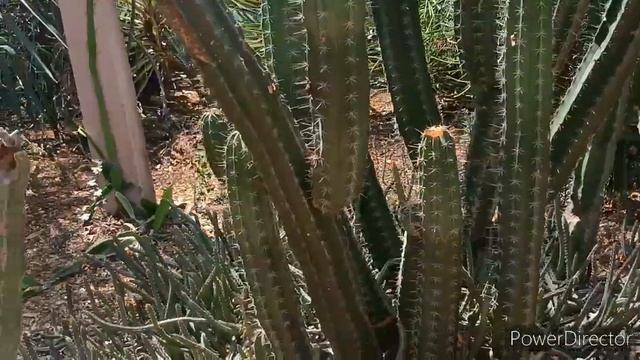 Rare & Amazing Cactus, Agave & Snake Plant Varieties In Indroda Park, Gandhinagar #cactus #agave смотреть онлайн
