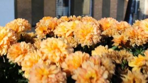 Canon EOS 2000D DSLR, EF-S 18-55mm IS II, photo-video test, in Basic Zone mode, first impression!!