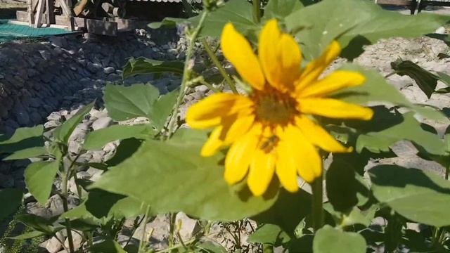 ОРСК / ЦЕНТРАЛЬНЫЙ ПАРК ВО ВРЕМЯ КАРАНТИНА / ИЮНЬ 2020 смотреть онлайн