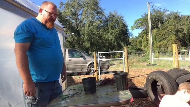 Planting cuttings of the Cranberry Hibiscus смотреть онлайн