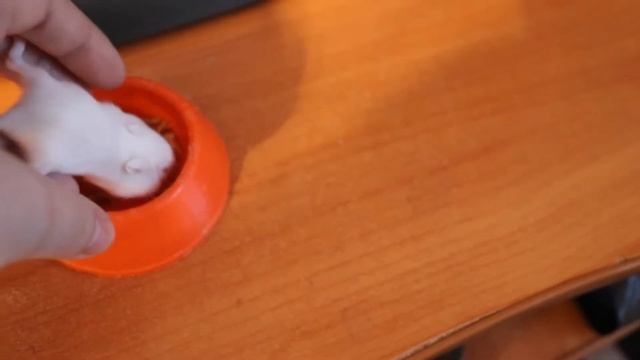 НОВОРОЖДЕННЫЕ ХОМЯЧКИ КЭМПБЕЛЛА / ЭКЗОТИЧЕСКИЕ ХОМЯКИ / КИТАЙСКИЙ ХОМЯК / ХОМЯК РОБОРОВСКОГО