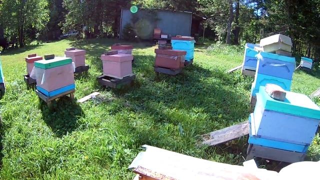 Джентерский сот 100% работает смотреть онлайн