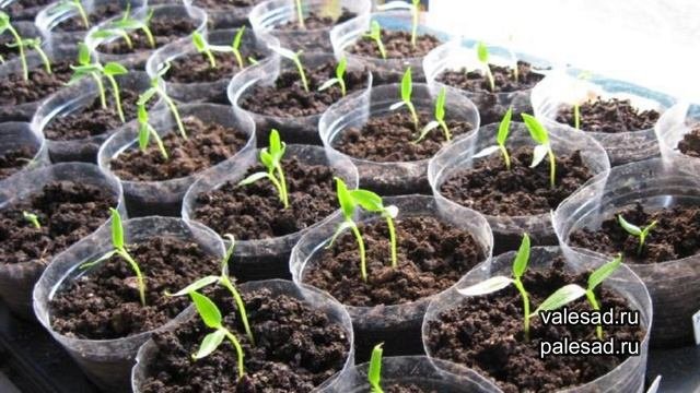 СЕЮ ПЕРЕЦ БЕЗ ЗАМОРОЧЕК и БЕЗ ПИКИРОВКИ! Посев семян перца на рассаду