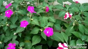 IMPATIENS / CHINESE BALSAM care in Malayalam