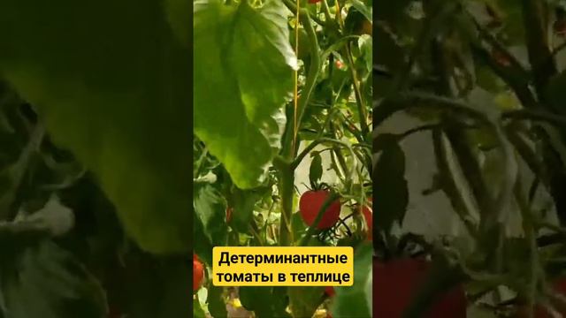 Как выращиваю детерминантные томаты в теплице. Урожай в сентябре. #дача #теплица #помидоры #томаты