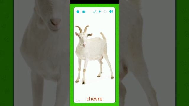 Изучаем французский. ЖИВОТНЫЕ НА ФРАНЦУЗСКОМ.