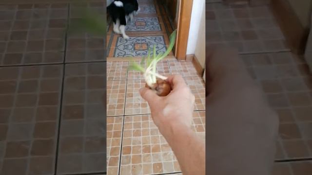 Русский охотничей спаниель "Лада" 4 месяца 2. смотреть онлайн