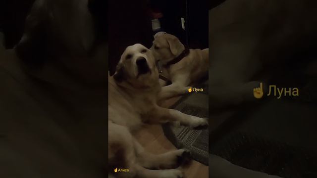 После прогулки...    #gold #goldenretriever #retriever  #labrador