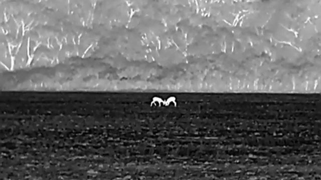 Hikmicro Lynx Pro LH15 - mlade srnce cca.200-220m. смотреть онлайн