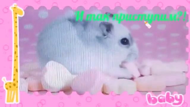 Как определить пол джунгарика смотреть онлайн