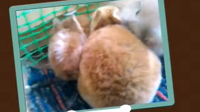 Декоративные кролики