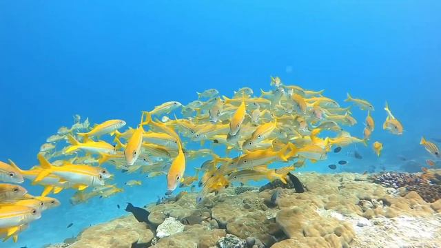 Short Meditation Music - 2 Minute Underwater Relaxation, Calming and Stress Relief смотреть онлайн