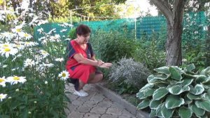 КЕРМЕК ТАТАРСКИЙ многолетний   тысячи крохотных цветочков  сливаются в нежнейшее белесое облако