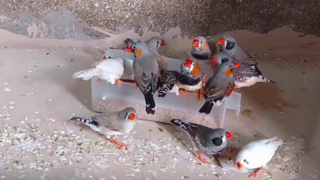 Zebra finch breeding tips  zebra finches complete information  zebra finches care and breeding