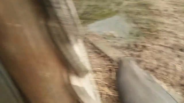 Вьетнамские свиньи зимой//Сарай// смотреть онлайн