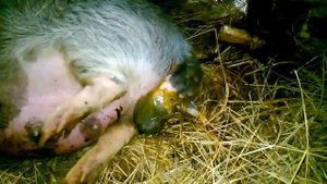 Как рождаются поросята