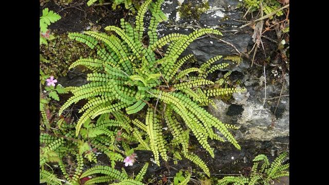 Циатейные - 2 смотреть онлайн