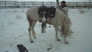 Охота на зайца с борзыми 4