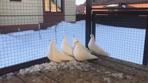 Чистопольские высоколетные голуби