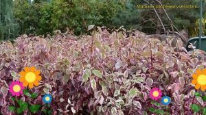 Дерен белый Сибирика Вариегата. Краткий обзор, описание характеристик cornus alba Sibirica Variegat