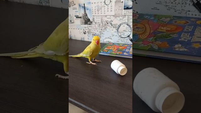 Говорящий ожереловый попугай Валера играет смотреть онлайн