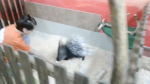 Трогательный Зоопарк