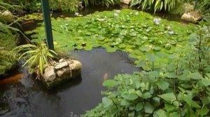 The butterfly pond at Stratford-apon-Avon