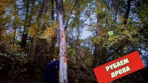 Можно ли в лесу рубать дрова? / как пилить два в лесу? / заготовка дров
